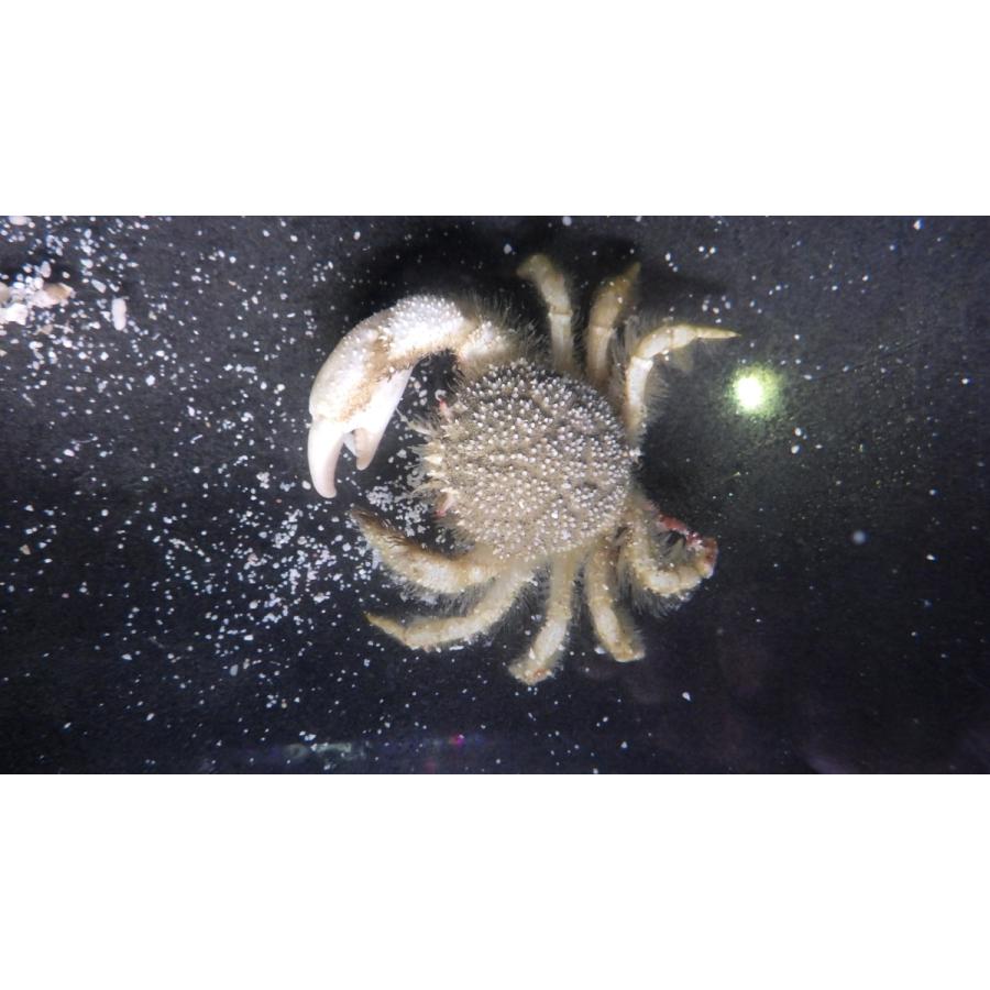 （クリガニ科） サガミツノクリガニ Trichopeltarion sagamiense （甲長2〜3cm） 1匹 : アクアハウス魚の道 ...