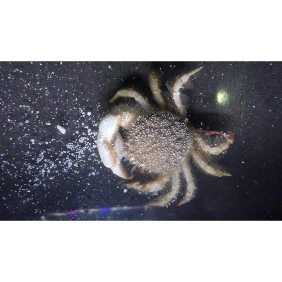 （クリガニ科） サガミツノクリガニ Trichopeltarion sagamiense （甲長2〜3cm） 1匹 : アクアハウス魚の道 ...