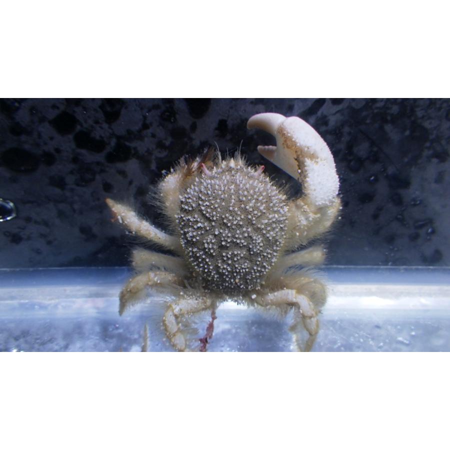 （クリガニ科） サガミツノクリガニ Trichopeltarion sagamiense （甲長2〜3cm） 1匹 : アクアハウス魚の道 ...