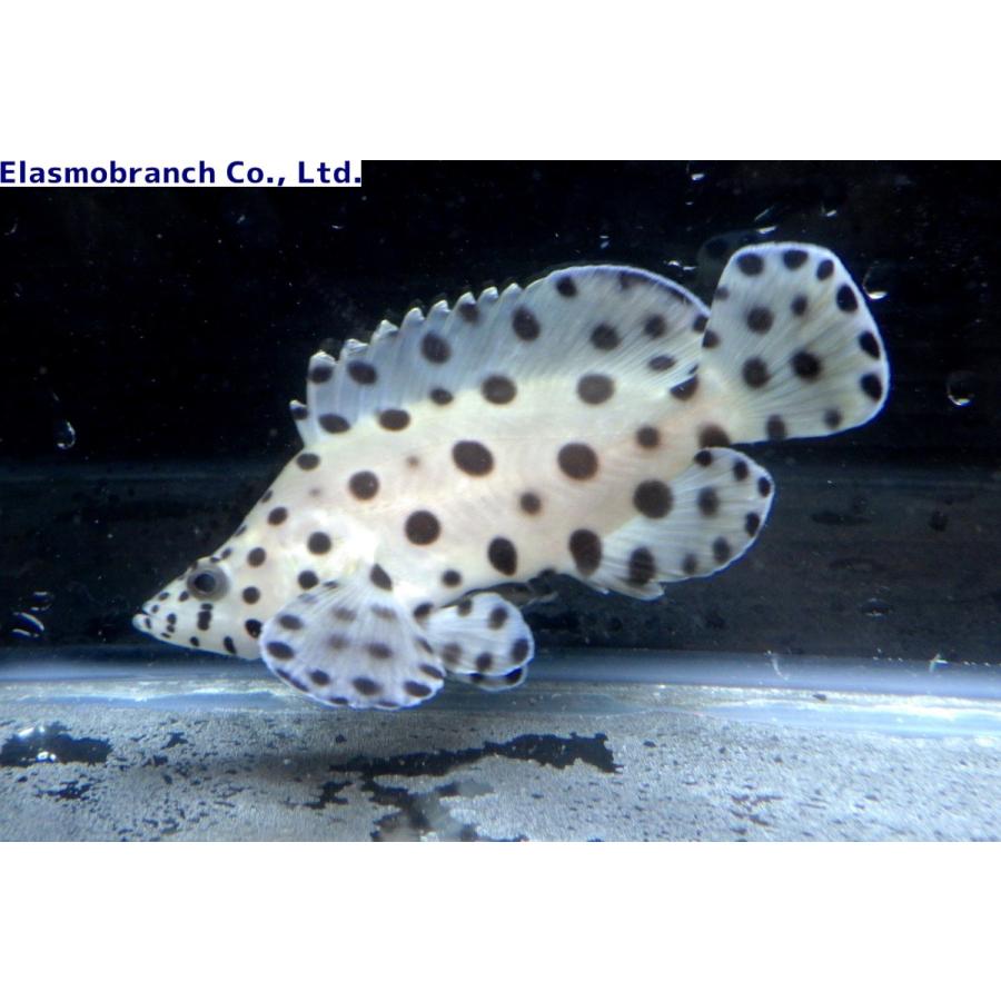 ハタ科） サラサハタ Cromileptes altivelis （4〜6cm） 1匹 