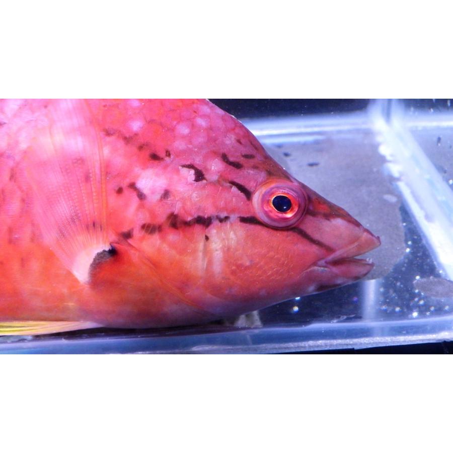 （ベラ科）　アカササノハベラ　Pseudolabrus eoethinus　（15〜20cm）　１匹｜uonomichi｜02