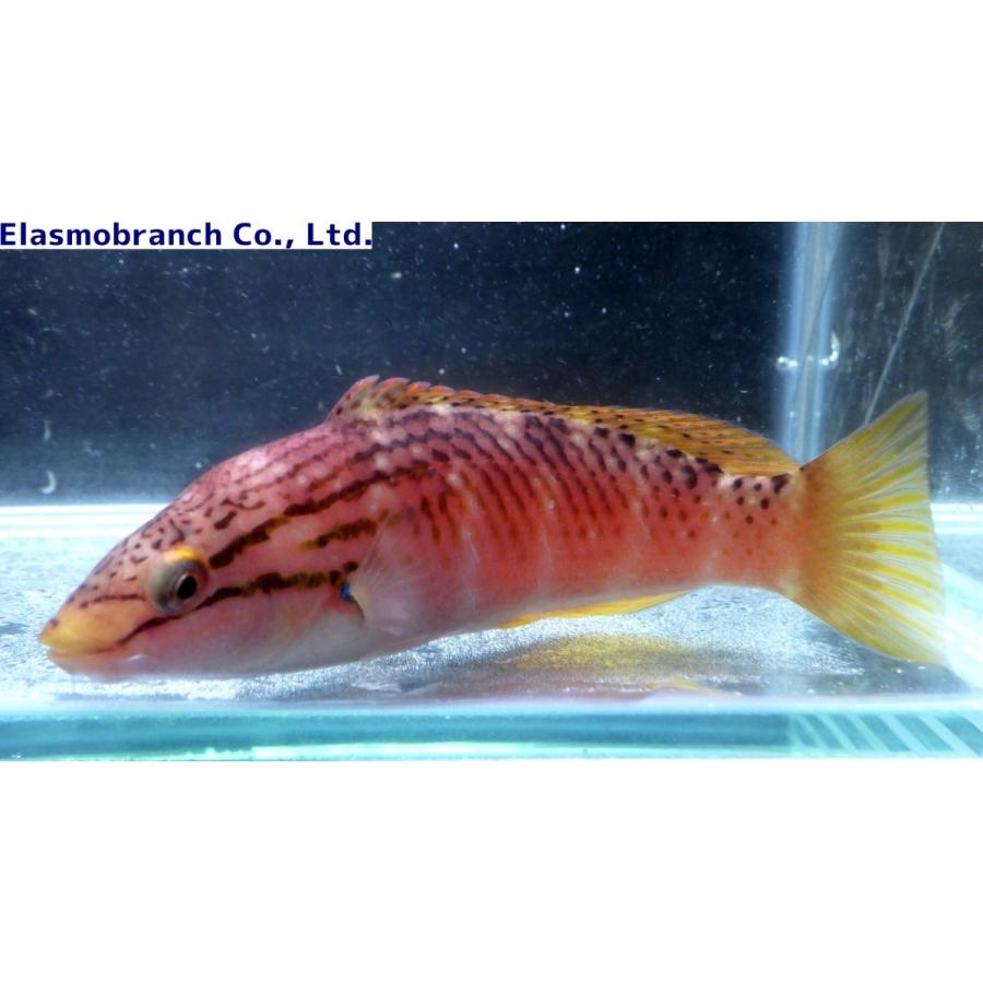 ベラ科 アカササノハベラ Pseudolabrus Eoethinus 6 8cm １匹 Sasanohabera2 アクアハウス魚の道 通販 Yahoo ショッピング