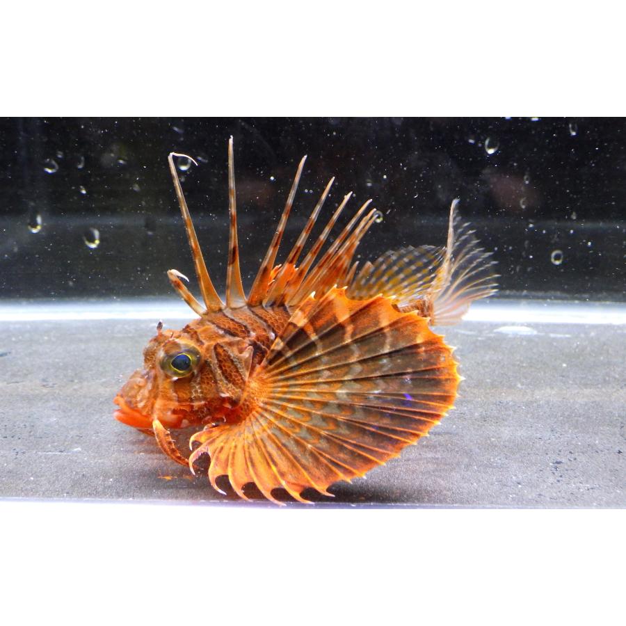 セールストア フサカサゴ科 セトミノカサゴ Parapterois Heterura 5 10cm １匹 大特価 展示品 Ggssachdeva Com