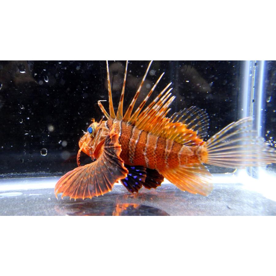 クルセイド 共同作業 ORP パラレル ミオ・サスガ プレシア・ゼノサキス フサカサゴ科） セトミノカサゴ Parapterois heterura （5〜10cm