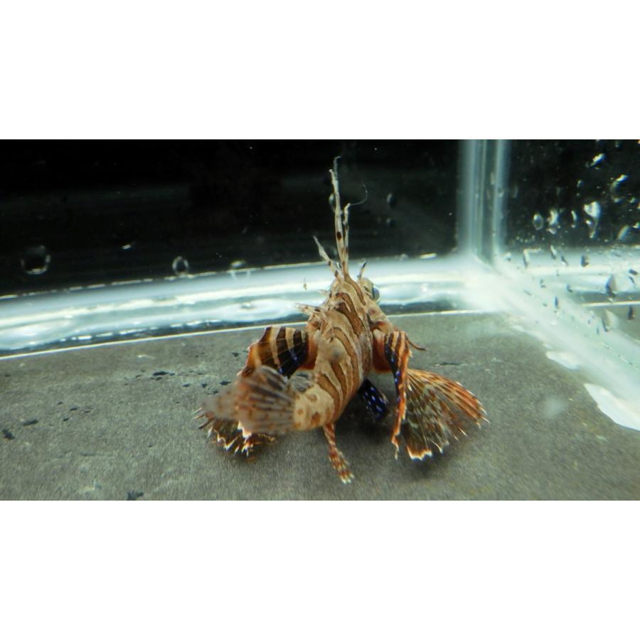 柔らかな質感の セトミノカサゴ フサカサゴ科 Parapterois １匹 5 10cm Heterura 観賞魚生体 Www Diresatumbes Gob Pe