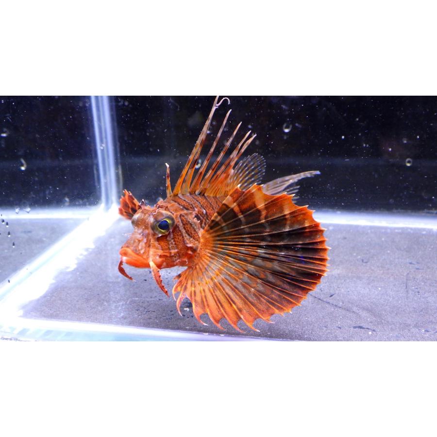 フサカサゴ科） セトミノカサゴ Parapterois heterura （5〜10cm） 1