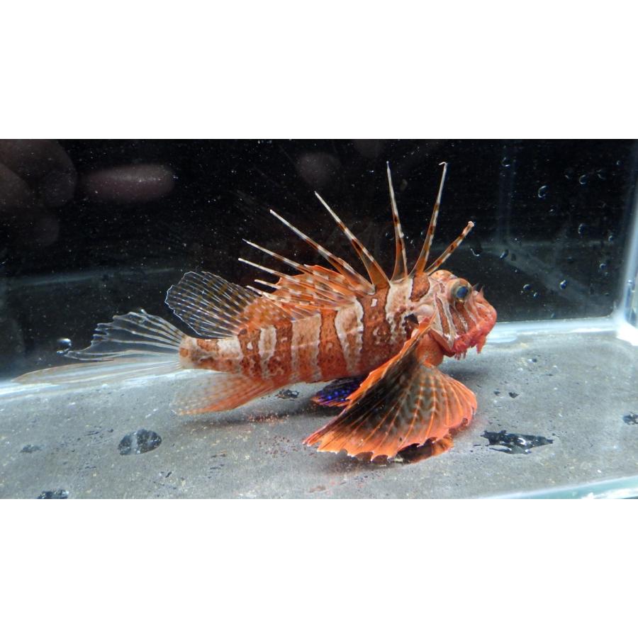 フサカサゴ科 セトミノカサゴ Parapterois Heterura 12 15cm １匹 Setomino アクアハウス魚の道 通販 Yahoo ショッピング
