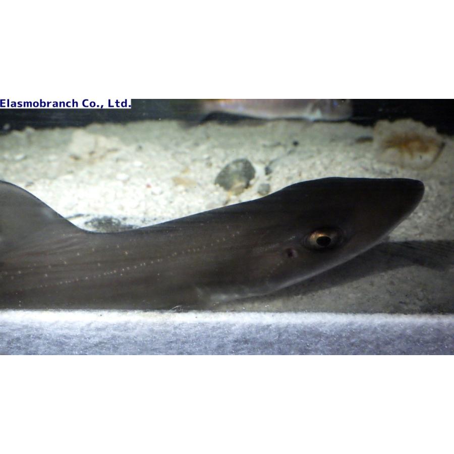 ドチザメ科 ホシザメ ベビー Mustelus Manazo ２0 ３0cm １匹 Shark 030 アクアハウス魚の道 通販 Yahoo ショッピング