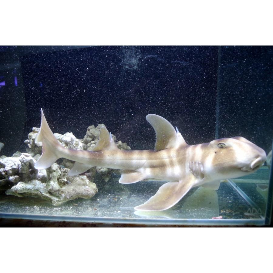 ネコザメ科 ネコザメ Heterodontus Japonicas 30 50cm １匹 Shark 11 アクアハウス魚の道 通販 Yahoo ショッピング