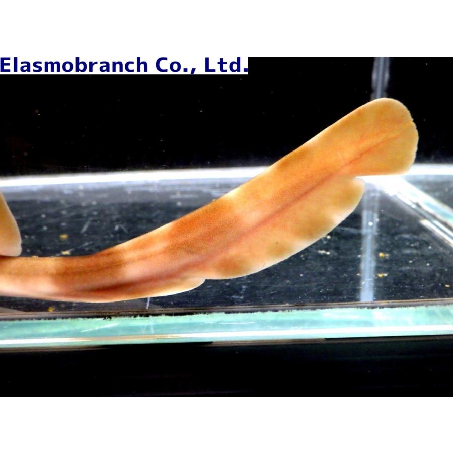 テンジクザメ科） シマザメ スリランカ産 Chiloscyllium griseum （15