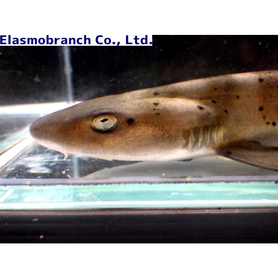 ドチザメ科 ドチザメ Triakis Scyllium 30cm １匹 Shark 25 アクアハウス魚の道 通販 Yahoo ショッピング