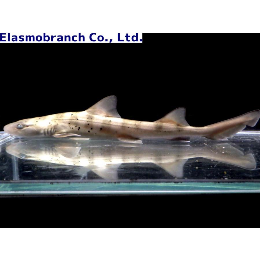 ドチザメ科 ドチザメ Triakis Scyllium 30cm １匹 Shark 25 アクアハウス魚の道 通販 Yahoo ショッピング