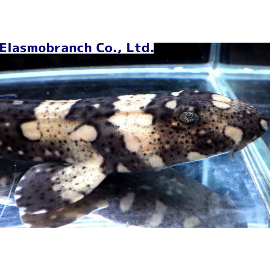 テンジクザメ科 シロボシテンジク Chiloscyllium Plagiosum 30cm １匹 Shark 28 アクアハウス魚の道 通販 Yahoo ショッピング