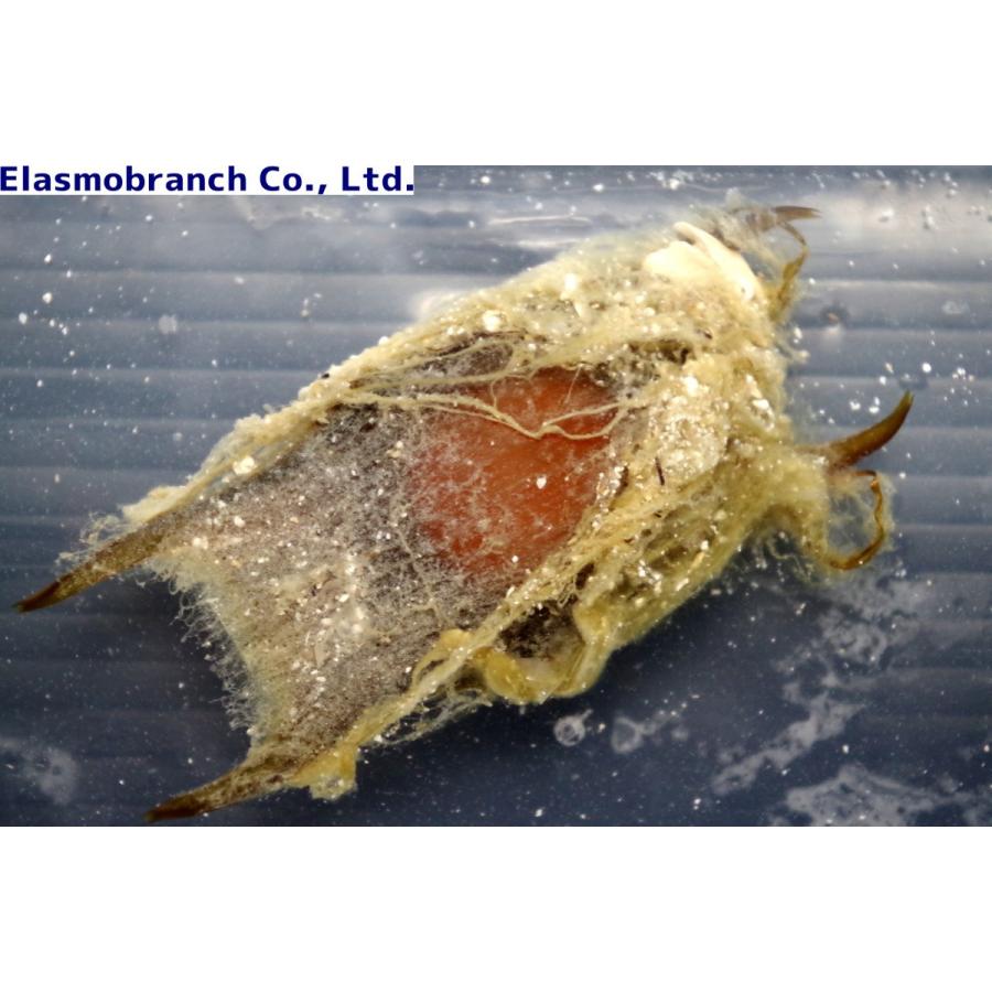 ガンギエイ科 ガンギエイの卵 Dipturus Kwangtungensis １個 Shark 29 アクアハウス魚の道 通販 Yahoo ショッピング