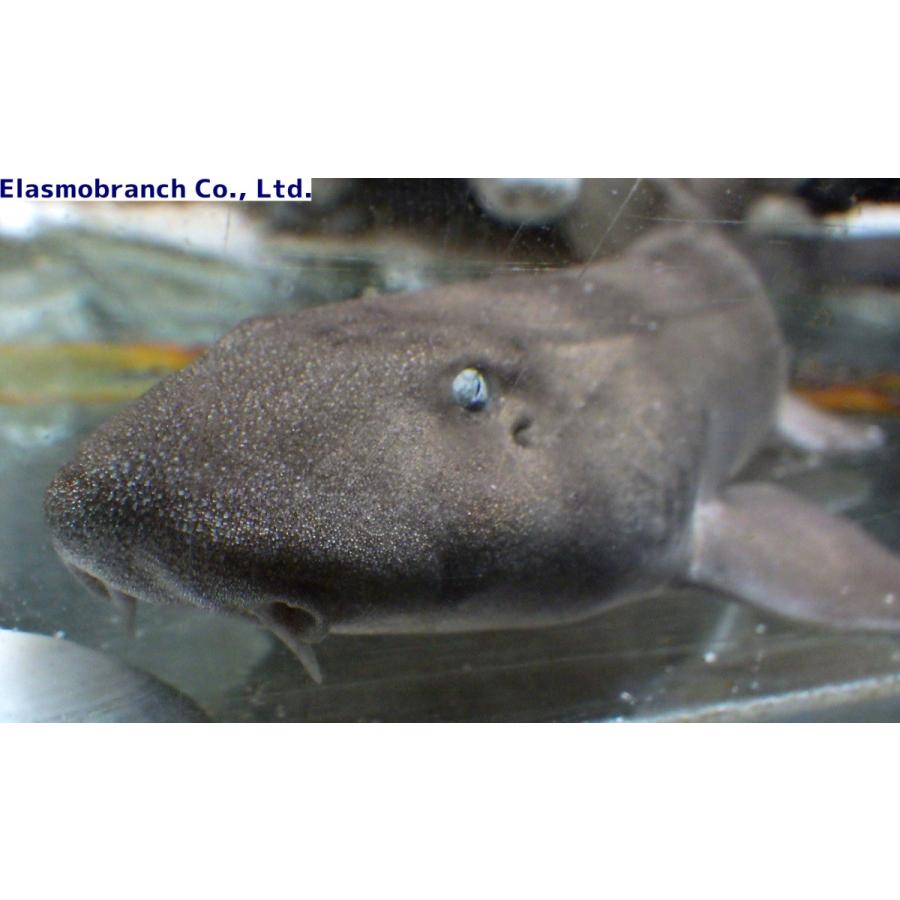 保障できる テンジクザメ科 １匹 30 35cm Arabicum Chiloscyllium アラビアンバンブーシャーク 観賞魚生体 Www Kobrows Sg