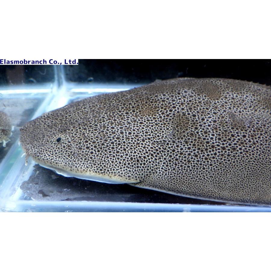 カスザメ科 カスザメ ベビー Squatina Japonica 約25cm １匹 Shark 7 アクアハウス魚の道 通販 Yahoo ショッピング