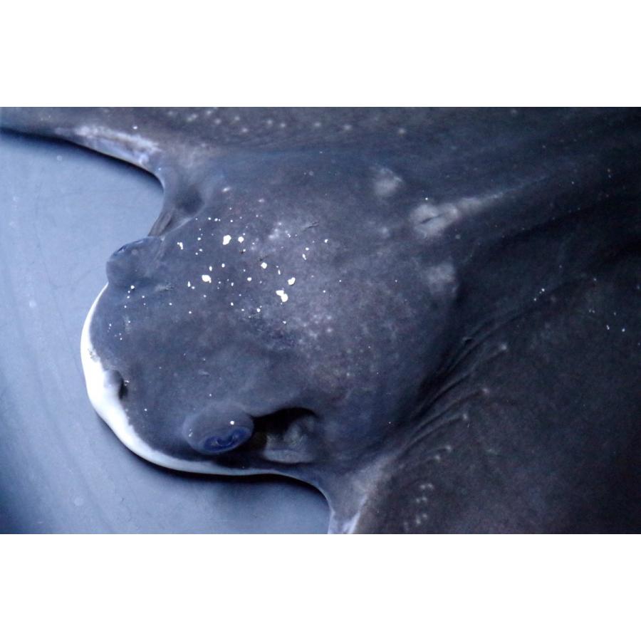 中古品 （アカエイ科）　ホシエイ　突然変異　バットマン　Dasyatis matsubarai　（25〜30cm）　１匹 【GMS1099813625】(40000円)