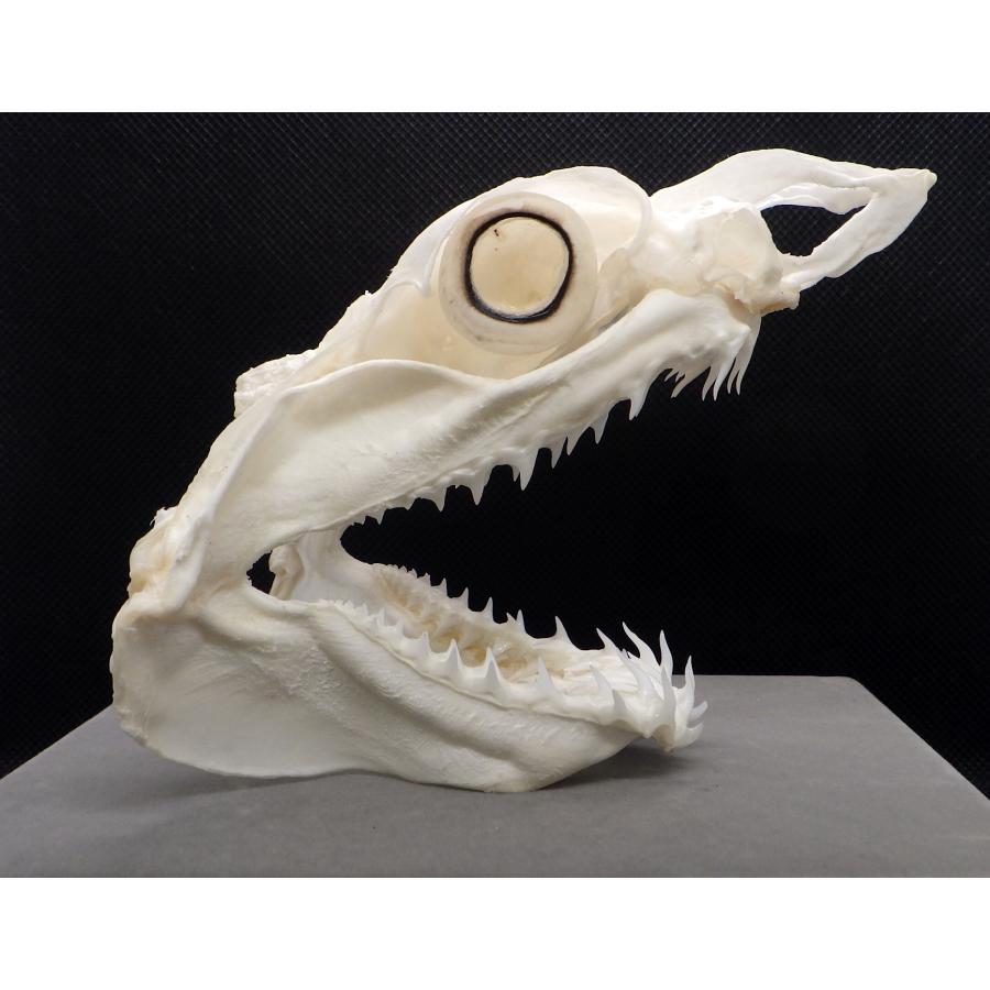 数量限定，得価 （サメ 顎標本） アオザメ頭骨1 1個