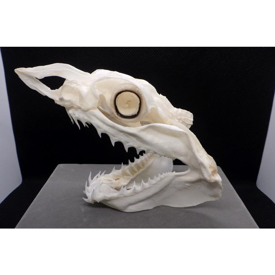 新作登場，人気セール （サメ 顎標本） アオザメ頭骨1 1個