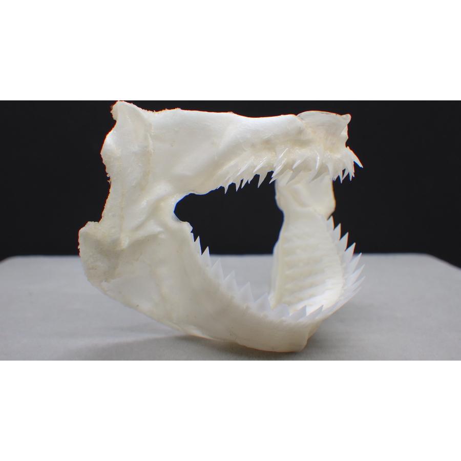 ヨロイザメの頭骨標本(サメ骨格) ヨロイザメの頭骨標本(サメ) ヨロイザメの頭骨標本(サメ骨格) - メルカリ