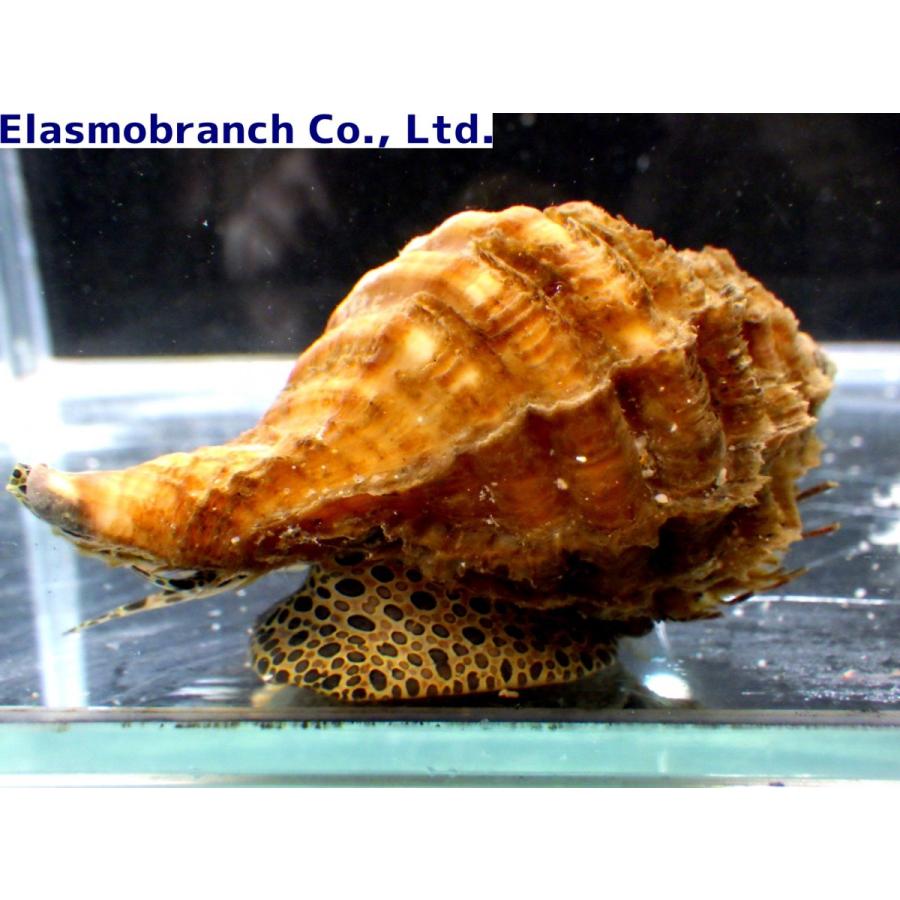 フジツガイ科） カコボラ Cymatium parthenopeum （7〜8cm） 1