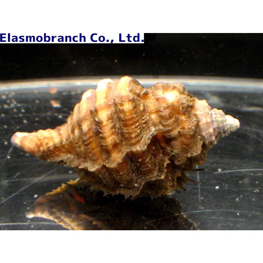 貝殻 Melapium Elatum 深海の形 Microshells: Potamocorbula laevis ヒラタヌマコダキガイ 平た