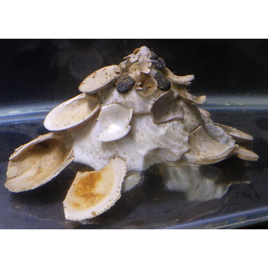 クマサカガイ科) クマサカガイ Xenophora pallidula (4〜6cm クマサカガイ科) クマサカガイ Xenophora pallidula (4〜6cm