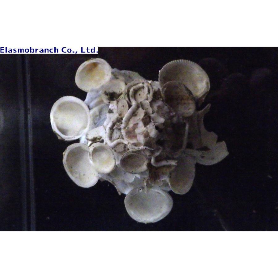 クマサカガイ科） クマサカガイ Xenophora pallidula （4〜6cm
