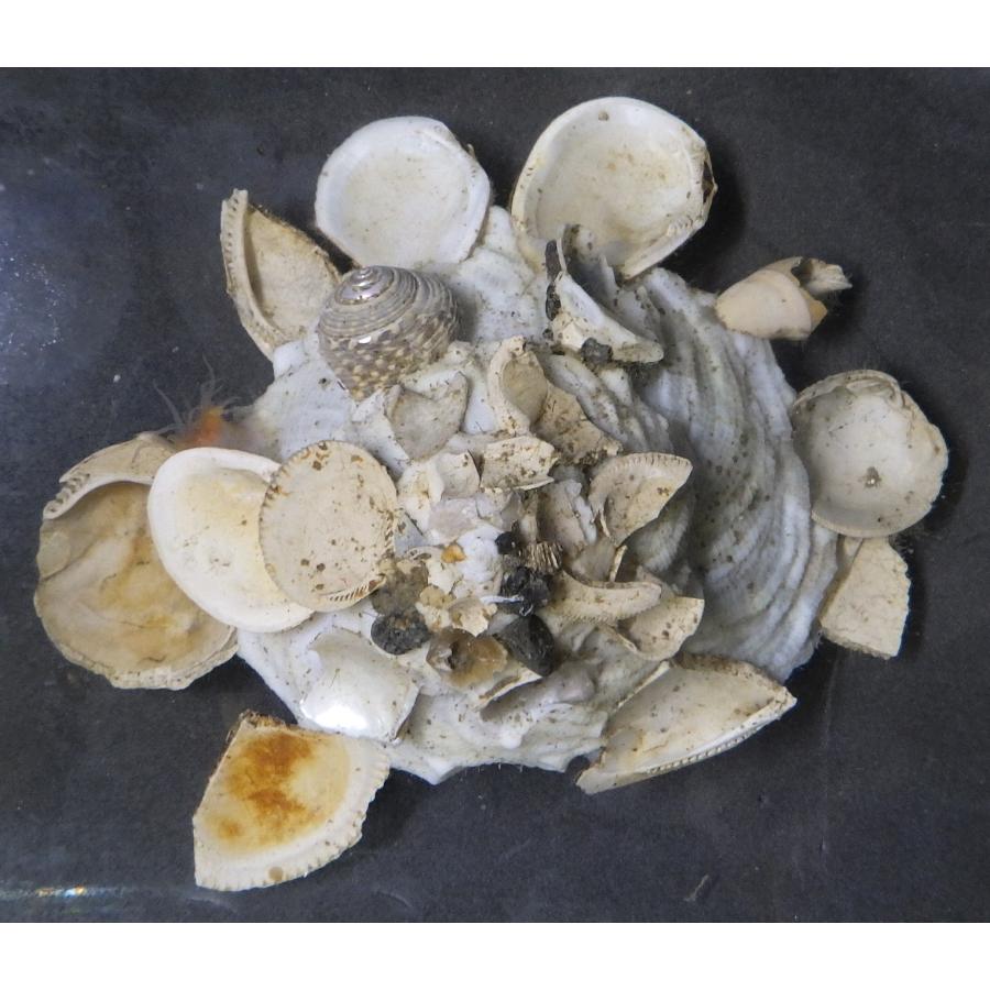 クマサカガイ科) クマサカガイ Xenophora pallidula (4〜6cm クマサカガイ科) クマサカガイ Xenophora pallidula (4〜6cm