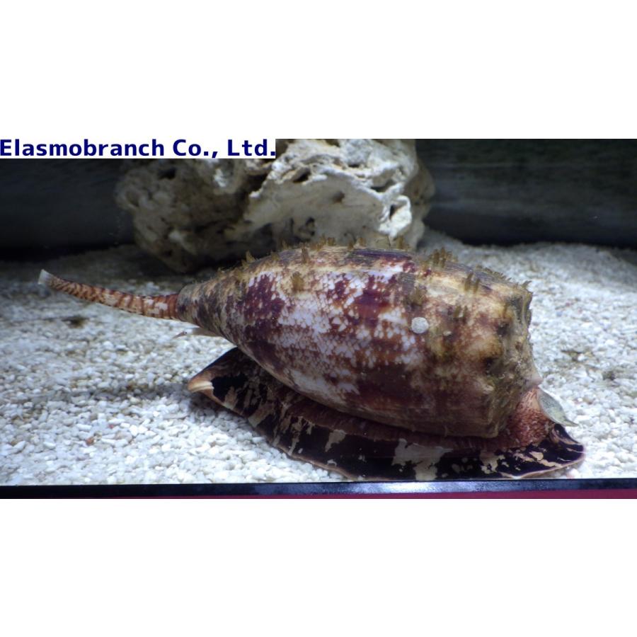 （イモガイ科）　アンボイナガイ　Conus geographus　（9〜11cm）　１匹