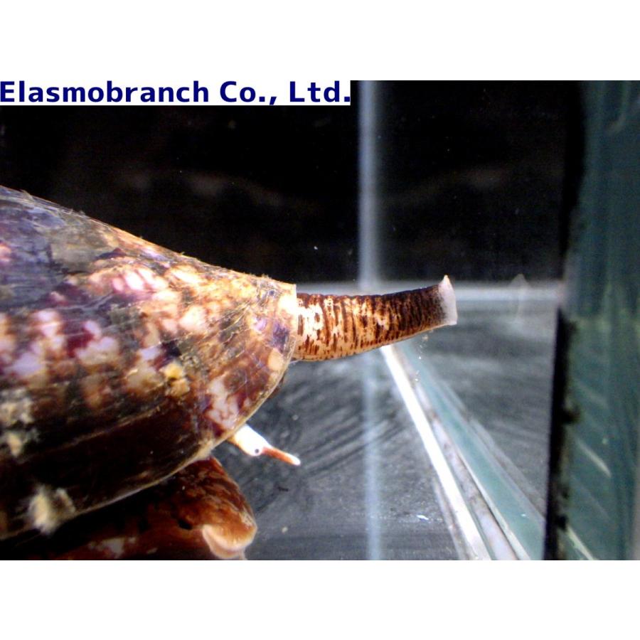 （イモガイ科）　アンボイナガイ　Conus geographus　（9〜11cm）　１匹 