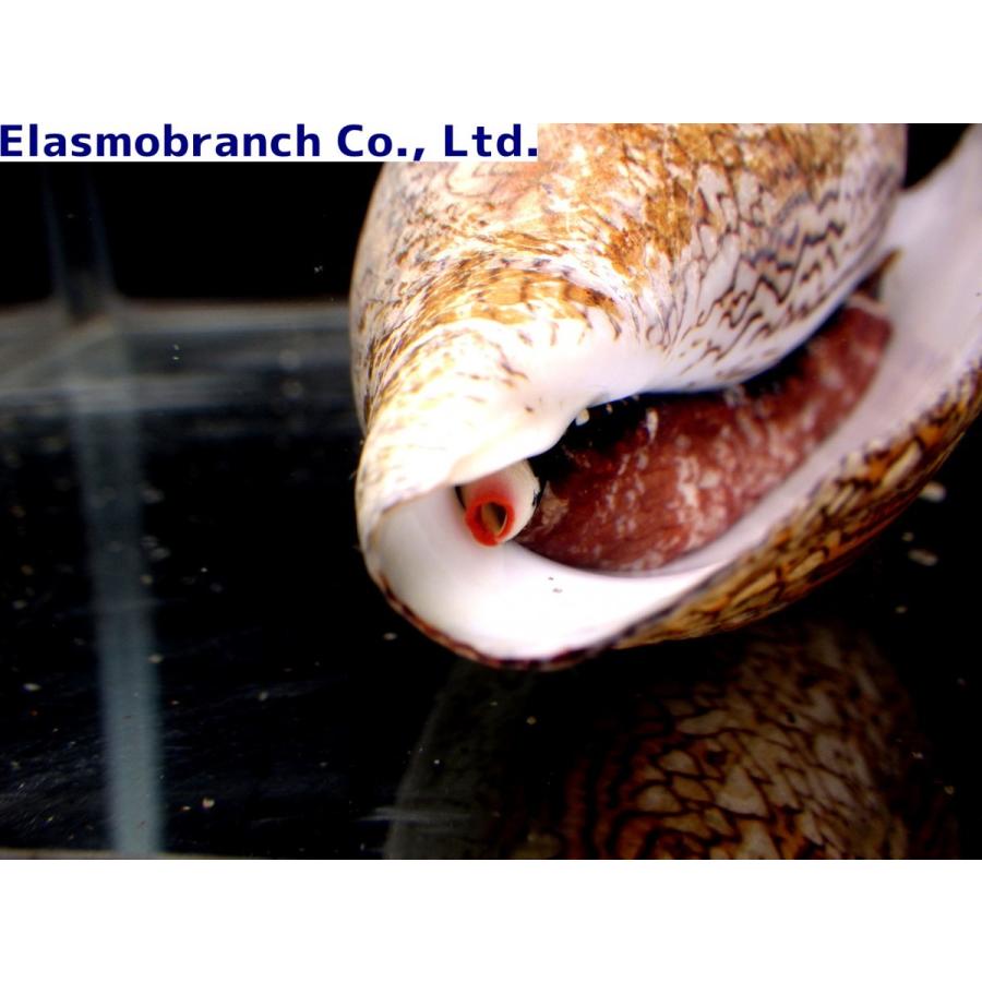 イモガイ科 タガヤサンミナシガイ Conus Textile 4 6cm １匹 Shell 9 アクアハウス魚の道 通販 Yahoo ショッピング