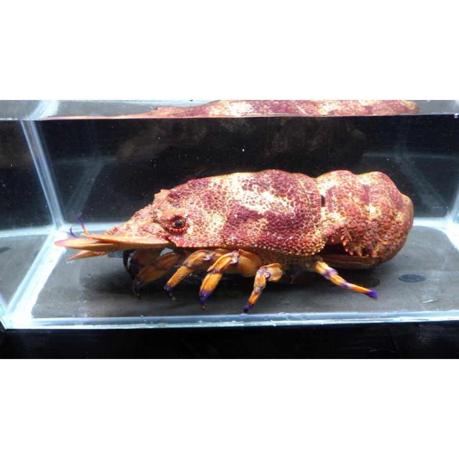 セミエビ科） セミエビ Scyllarides squamosus （20〜25cm） 1匹