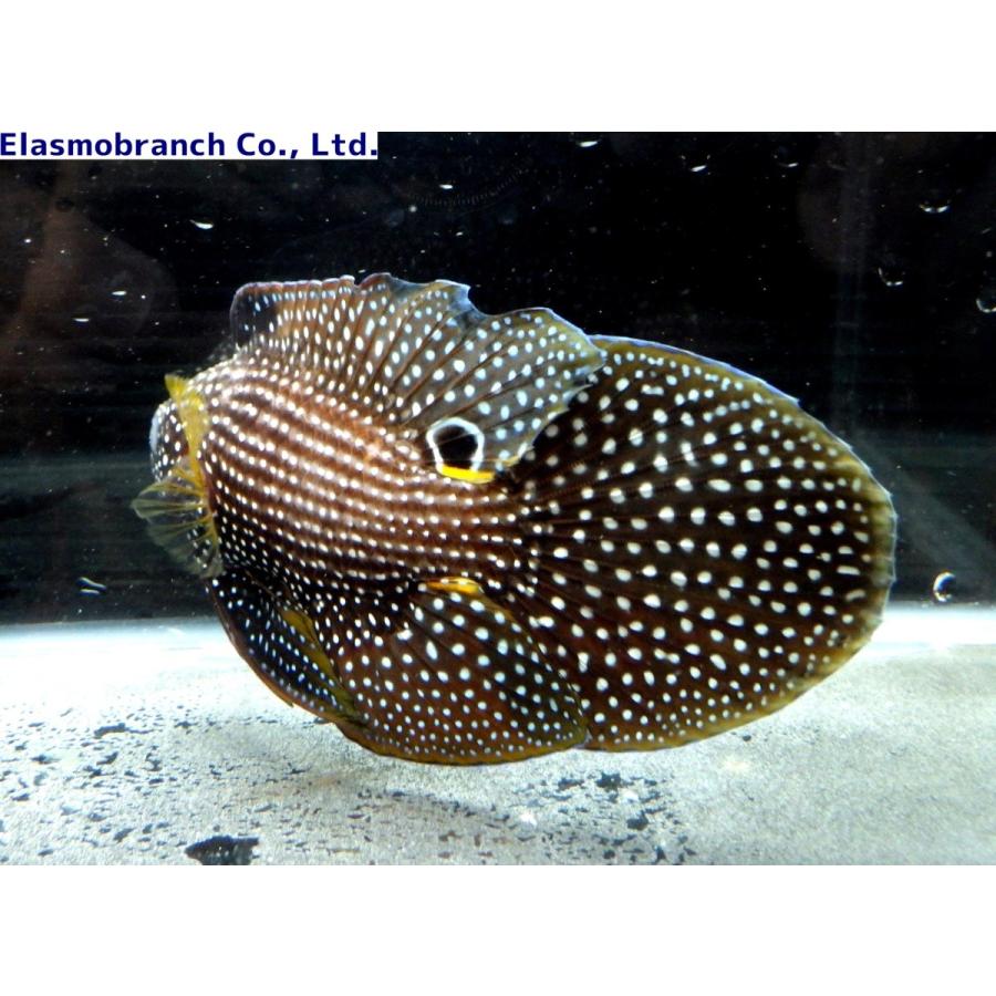 タナバタウオ科） シモフリタナバタウオ Calloplesiops altivelis （8