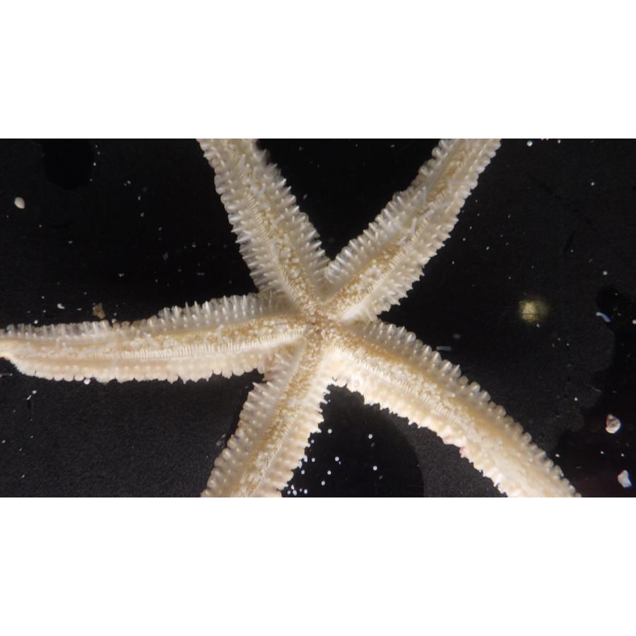 マヒトデ科） 深海ヒトデ Marthasterias sp. ? 1匹 : アクアハウス
