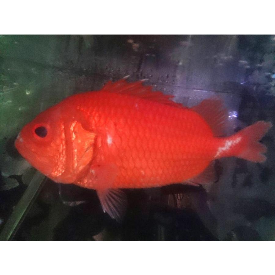 イットウダイ科） エビスダイ Ostichthys japonicus （15〜20cm