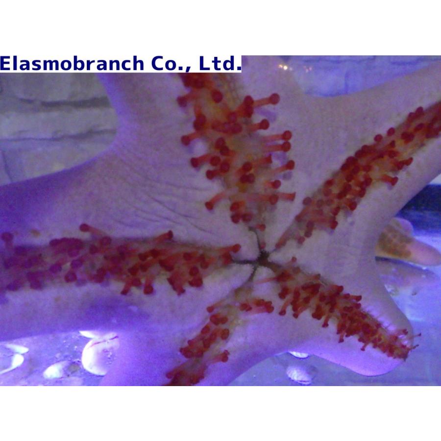コブヒトデ科） カワテブクロ Choriaster granulatus （輻長8〜11cm