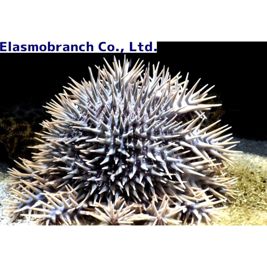 オニヒトデ科） オニヒトデ Acanthaster planci （直径30〜40cm） 1匹