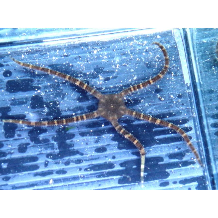 クモヒトデ科 ニホンクモヒトデ Ophioplocus Japonicus １匹 Starfish 6 アクアハウス魚の道 通販 Yahoo ショッピング