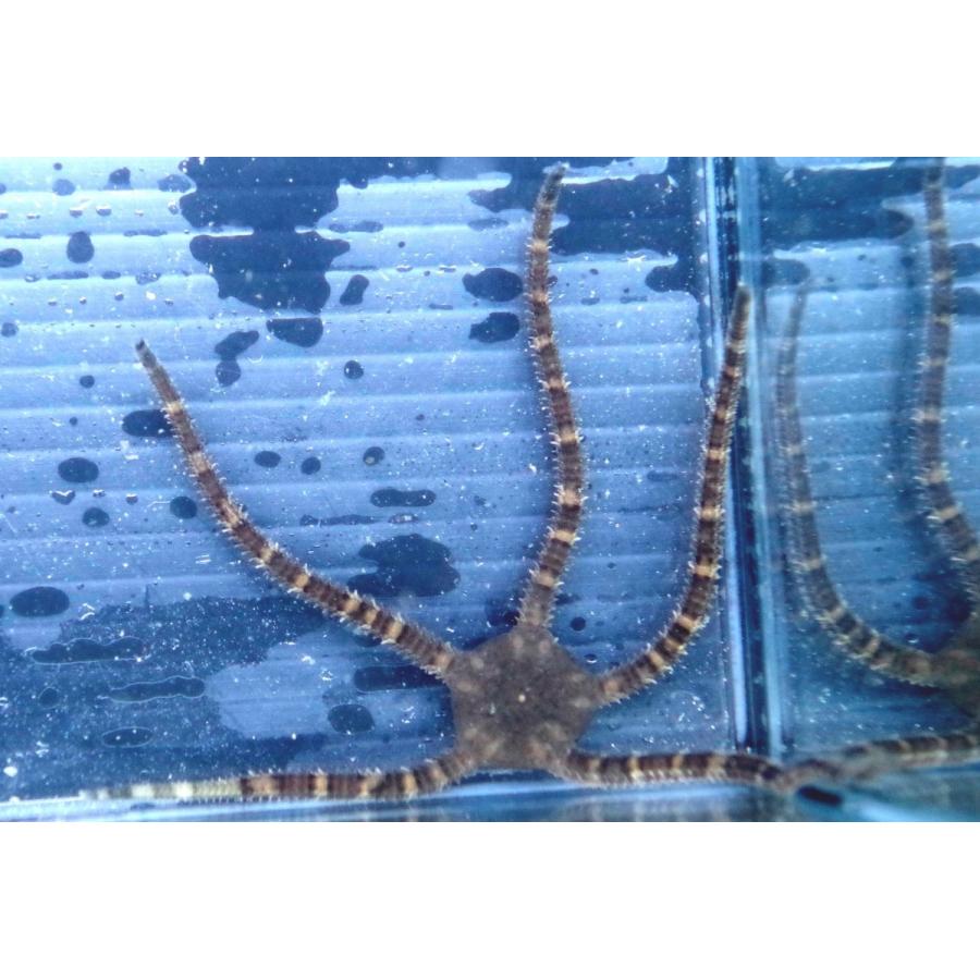 クモヒトデ科 ニホンクモヒトデ Ophioplocus Japonicus １匹 Starfish 6 アクアハウス魚の道 通販 Yahoo ショッピング