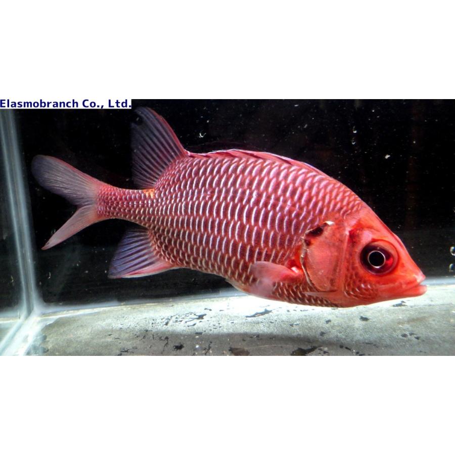 （イットウダイ科）　スミレエビス　Sargocentron violaceum　（14〜18cm）　１匹 