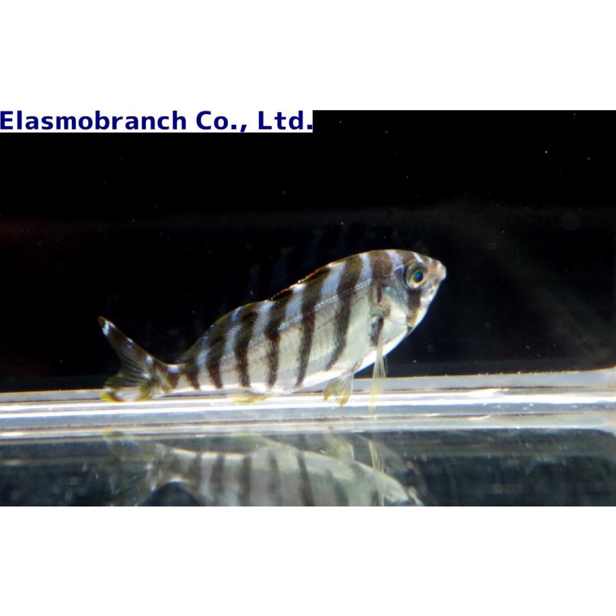 タカノハダイ科 タカノハダイ Goniistius Zonatus 5 10cm １匹 Takanohadai アクアハウス魚の道 通販 Yahoo ショッピング