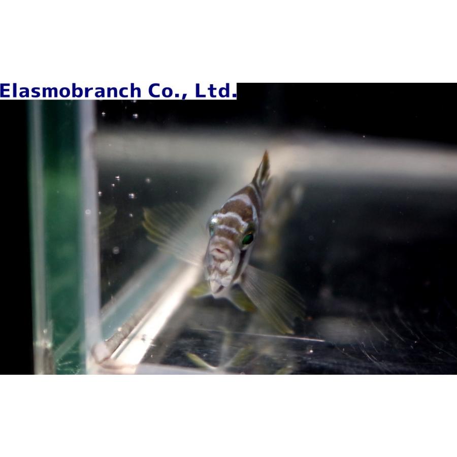 タカノハダイ科 タカノハダイ Goniistius Zonatus 5 10cm １匹 Takanohadai アクアハウス魚の道 通販 Yahoo ショッピング