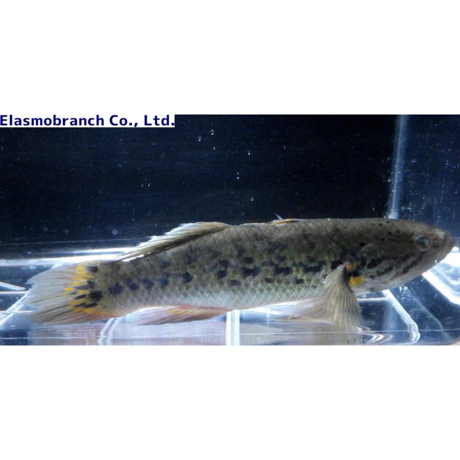 カワアナゴ科 タメトモハゼ Ophieleotris Sp 25 30cm １匹 Tametomo2 アクアハウス魚の道 通販 Yahoo ショッピング