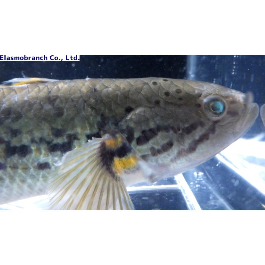 カワアナゴ科 タメトモハゼ Ophieleotris Sp 25 30cm １匹 Tametomo2 アクアハウス魚の道 通販 Yahoo ショッピング