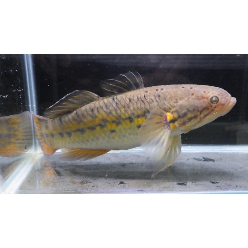 （カワアナゴ科）　タメトモハゼD　Ophieleotris sp.　（22〜25cm）　１匹_1