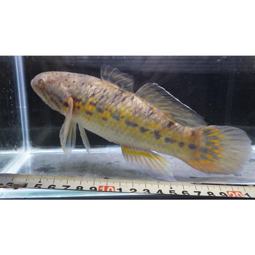 （カワアナゴ科）　タメトモハゼD　Ophieleotris sp.　（22〜25cm）　１匹_2