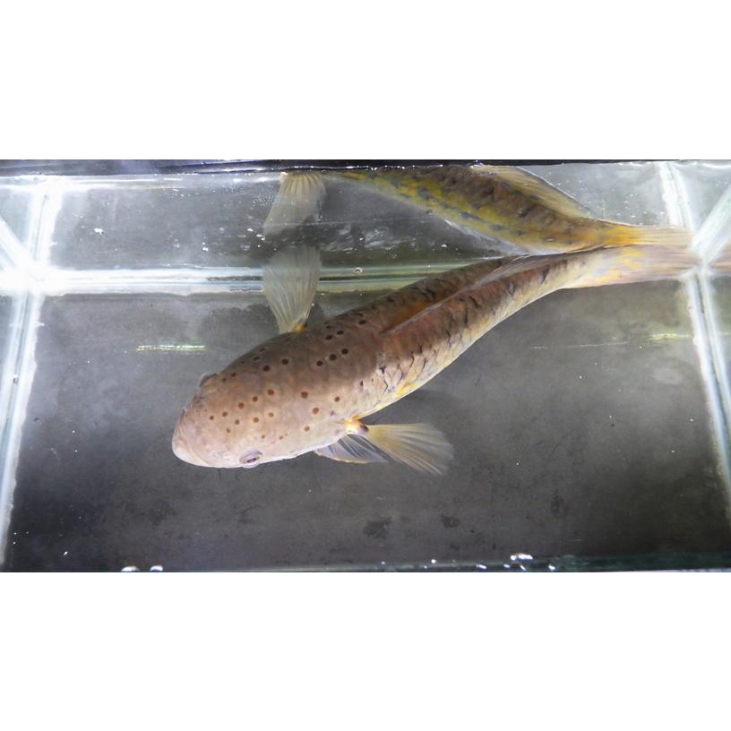 （カワアナゴ科）　タメトモハゼD　Ophieleotris sp.　（22〜25cm）　１匹_3