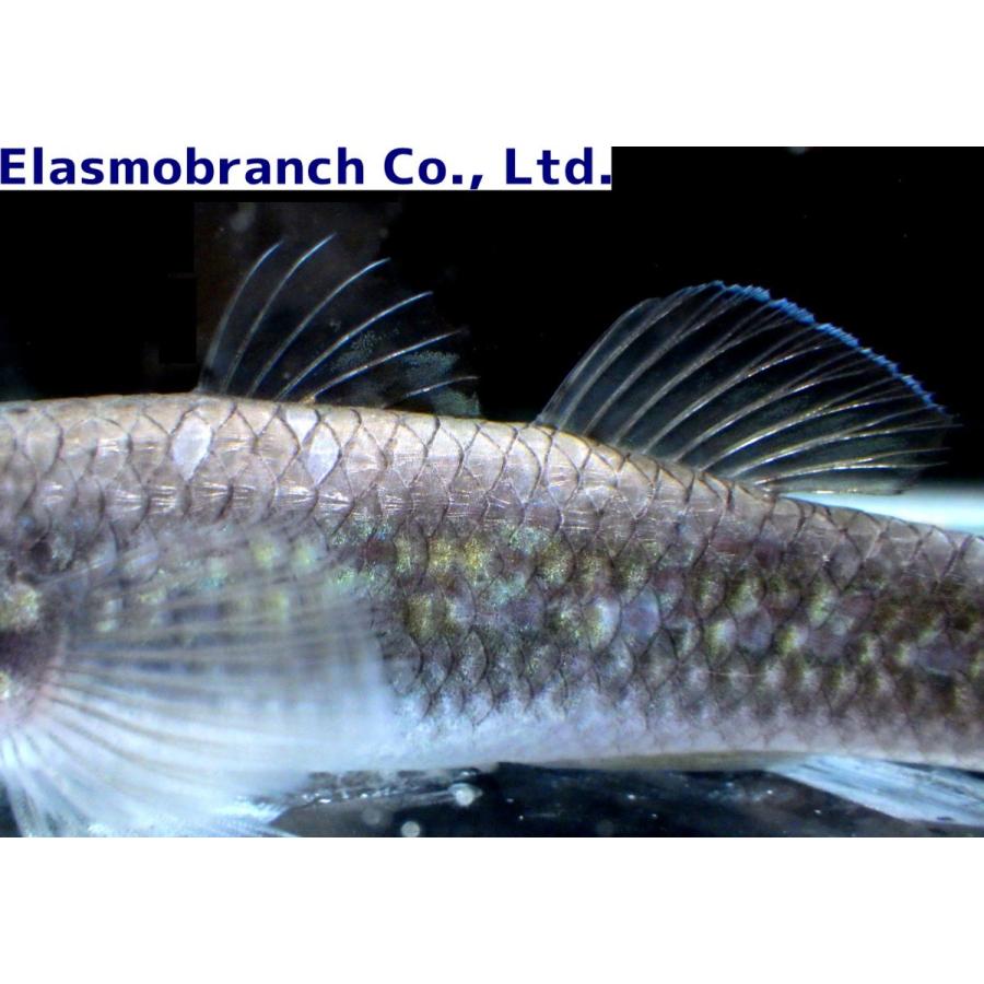 カワアナゴ科 タメトモハゼ Ophieleotris Sp 2 3cm １匹 Tametomohaze アクアハウス魚の道 通販 Yahoo ショッピング