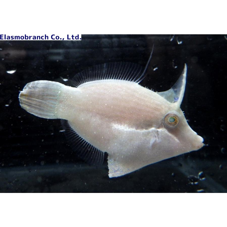 カワハギ科 タテジマカワハギ Pervagor Nigrolineatus 4 6cm １匹 Tatejimakawahagi アクアハウス魚の道 通販 Yahoo ショッピング
